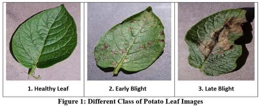Potato Diseases Classification